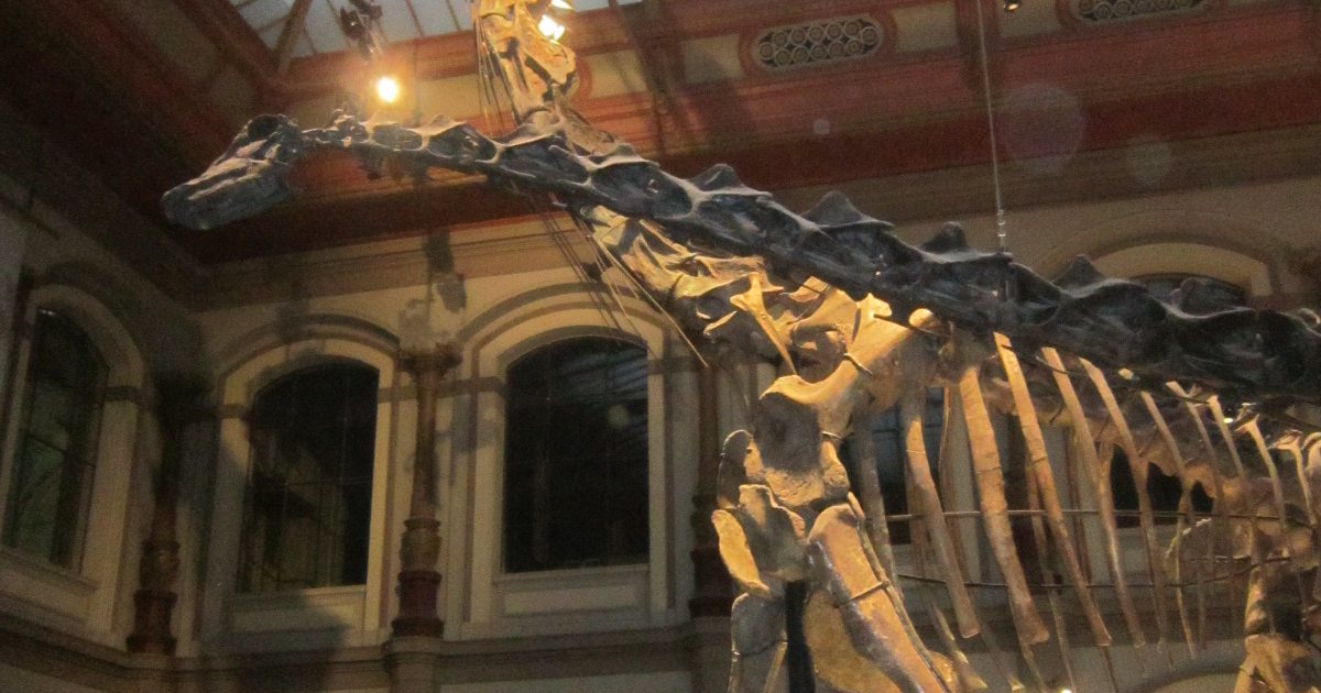 Brachiosaurus: life at fourteen metres