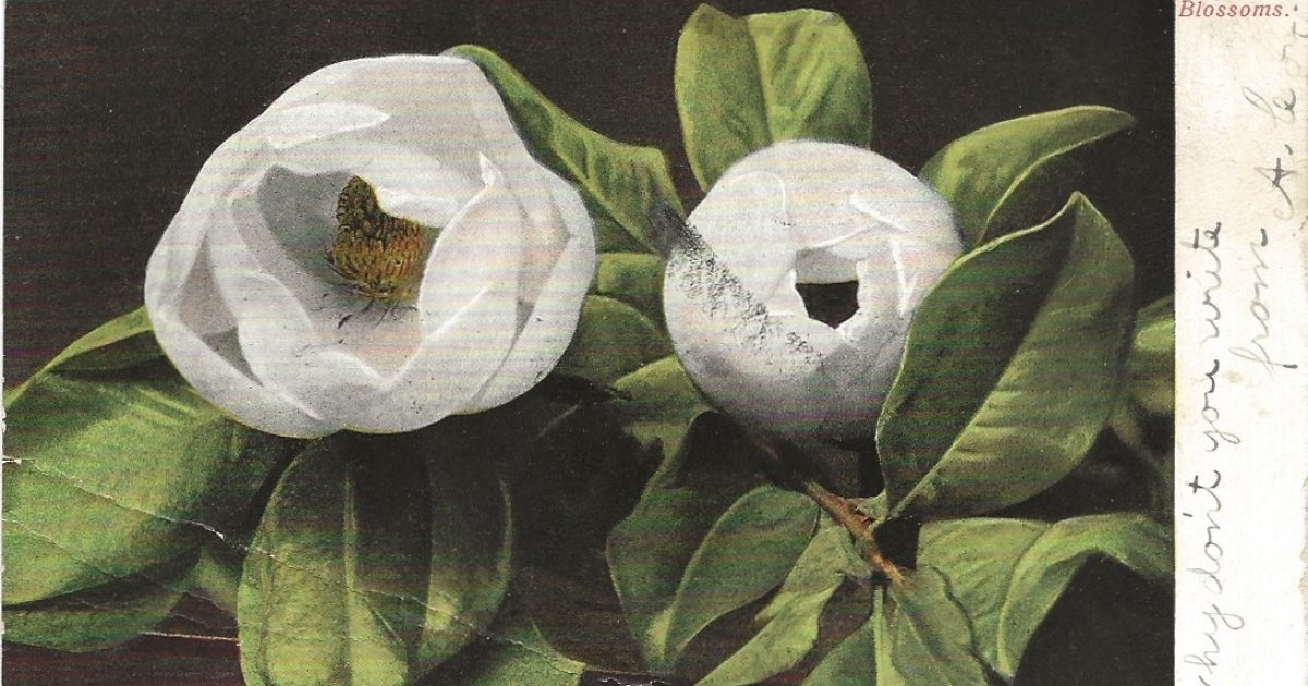 The Cretaceous flower revolution
